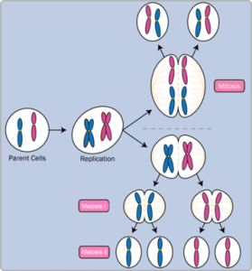 Meiosis I and II